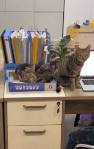 公司收养了只流浪猫，生崽后直接当甩手掌柜