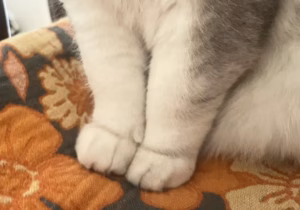 猫咪为什么不让人摸爪子？