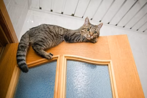 怎么让猫咪晚上不跑酷？