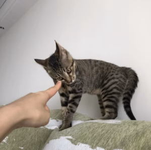 猫为什么在抚摸时，突然咬人？背后原因，又气人又好笑