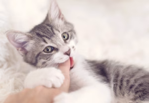 猫咪爱捣蛋，并非“捣蛋猫”，是猫把你当亲妈了