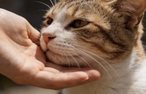 你哭的时候，猫咪知道你在哭吗？