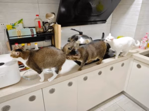 猫咪迷惑行为大赏（第二弹）