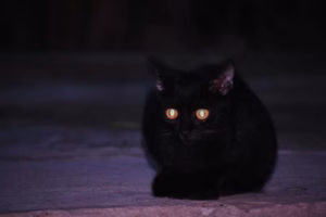 猫的眼睛为什么晚上会发光？