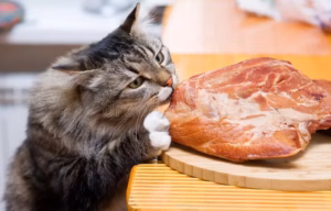 猫宁愿饿也不吃猫粮，只吃肉？这可是写进基因里的执着