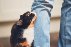 猫咪分离焦虑症全攻略，新手猫奴必看