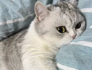 猫为什么喜欢睡人的床？