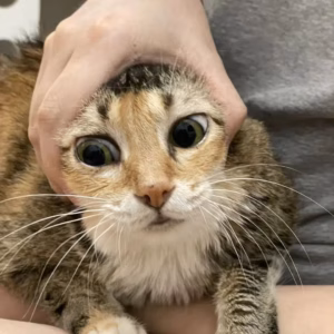 猫咪怎么摸着摸着就咬人，但不重咬？什么原因