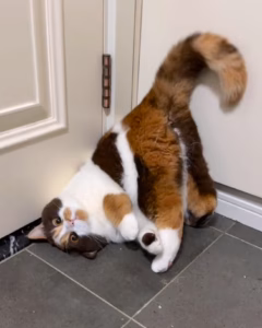 三花猫是什么品种？
