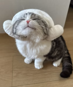 小猫的一天，24小时：它们在忙些什么？