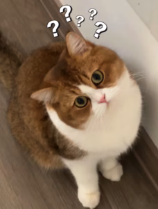 美国短毛猫优缺点