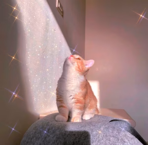 收养流浪猫有玄学？