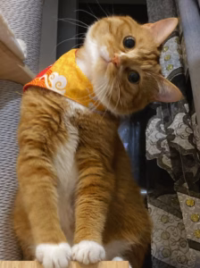 tnr流浪猫是什么意思？