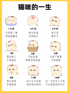 猫的年龄怎么计算？