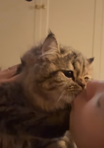 猫对人没有感情吗