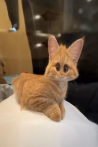 猫能看清主人的样子吗?