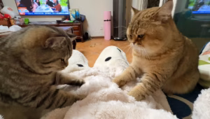 猫咪踩奶是什么意思啊？