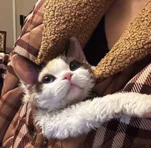 养猫久了才明白，猫这么依赖我，原来是这些原因