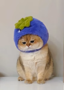 猫咪伤心的表现：朕的小情绪，盼你读懂