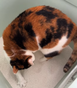 猫咪一切正常但是软便怎么办