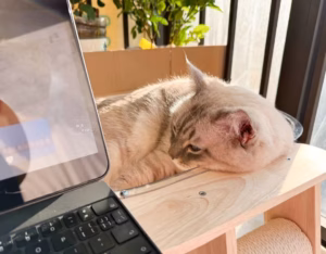 猫咪为什么喜欢趴在主任不远处？直勾勾的盯着主人