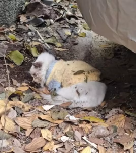 快过年了，又一大批猫咪被遗弃
