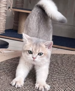猫一见主人就伸懒腰，什么意思？是示好么？