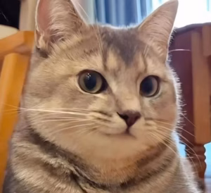 猫咪智商高的8个表现 | 看看你家猫咪中几个