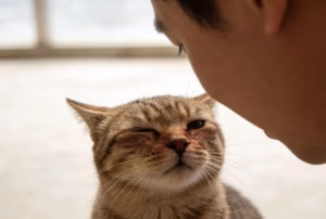 公猫真的更粘女生，母猫更粘男生吗？
