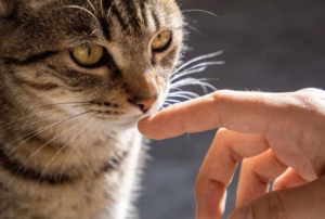 重逢 | 猫咪多久会忘记原来的主人？被转手的猫咪再见前主人