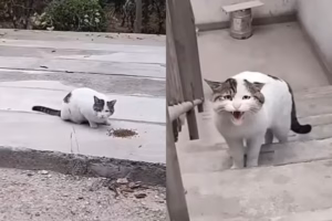 流浪猫被收养后会开心吗？喂不熟？不可能！后悔没早点收养