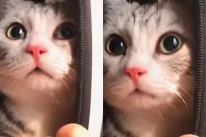 搬家，把猫咪装进包准备走，结果它误以为要被弃养，满眼委屈地看着主人