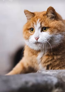 故宫猫帕帕 | 故宫“御猫”立传的灵秀小诗