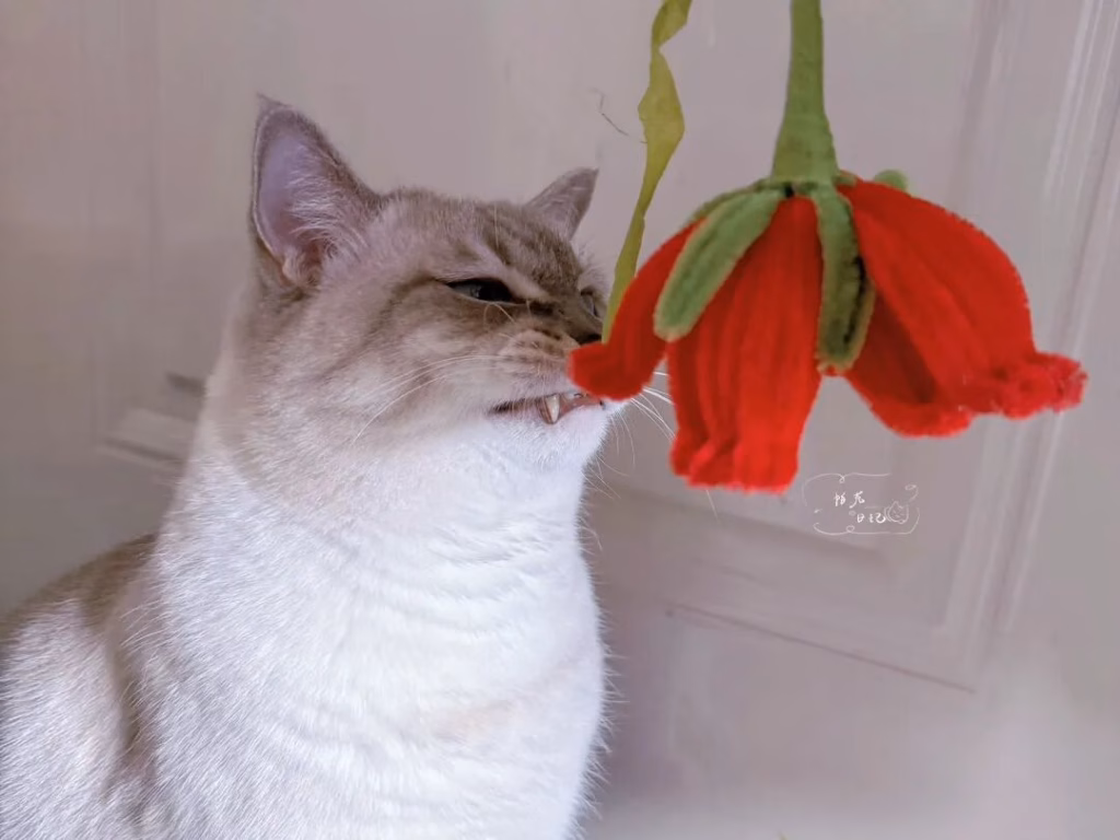 正在闻花香的猫咪