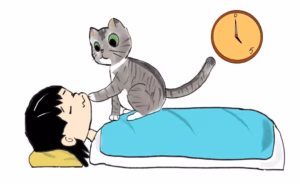 24H | 猫咪、铲屎官一天的日常