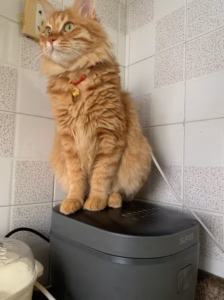 点外卖，吃到了猫毛 ～