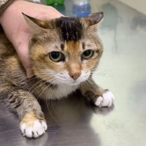 猫咪牙结石怎么形成的？如何处理？