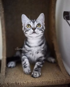养猫人的痛：抓挠沙发和家具