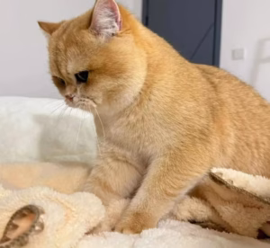 猫咪把你当成妈妈是什么表现？有这几种小动作，准了！