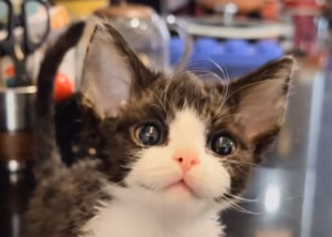 猫能像狗一样被完全驯化吗？