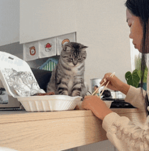 猫咪gif | 周末猫咪大片，迷惑行为大赏
