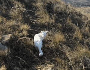 暖心 | 猫咪故事