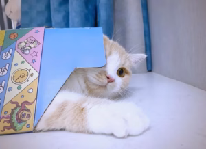 猫咪不睡猫窝怎么办？简单！睡纸箱，真香 ～