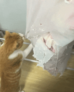 今日份猫咪gif | 网友：爸妈离婚小猫选谁一看便知