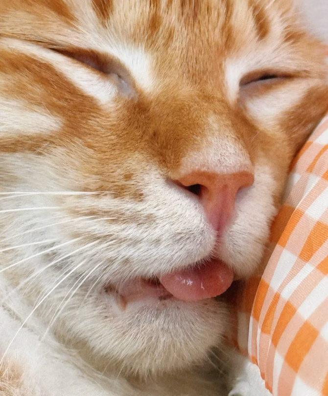 翻白眼睡觉的猫咪4