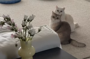 为何你养的猫，不如老人养的听话？