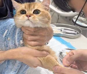 猫粮保质期多久?多久会变质？很多人每天都在“喂毒猫粮”！