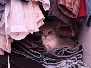 猫咪临终前的告别信号，很多主人都没接住
