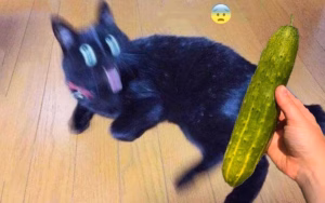 猫咪为什么害怕黄瓜？