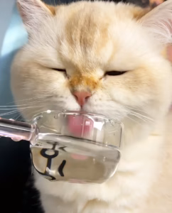 让猫咪主动喝水的7种技巧！